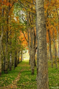 Осень в Петропавловске. Фото Ивана Козлова