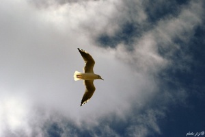 Чайка в камчатском небе. Фото И.Козлова